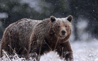 Grizzly 399’s Legacy: Protecting Wildlife on our Roads